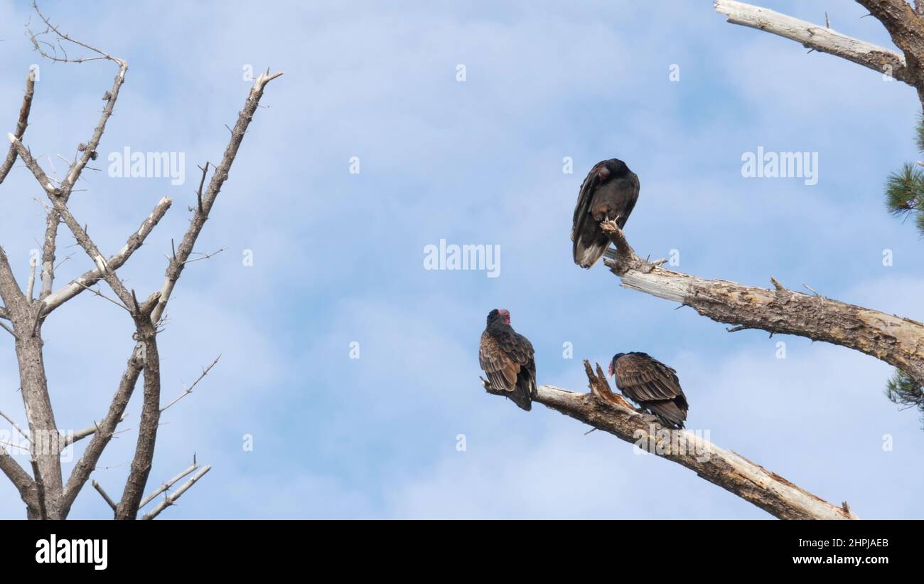 Turkey vulture, pine tree branch, scavenger carnivorous buzzard waiting or hunting. Bald red