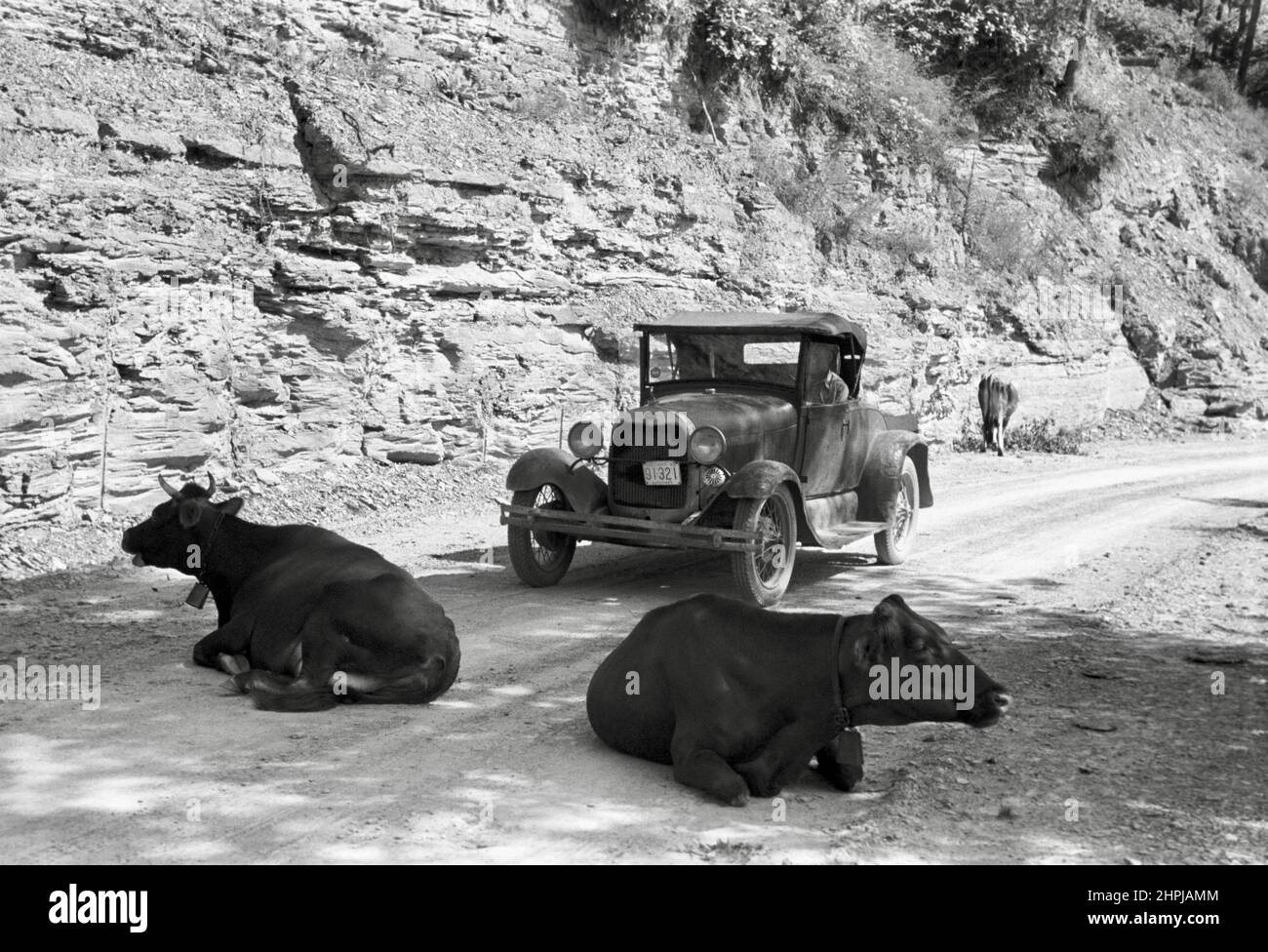 Marion Post Wolcott - cattle blocking passage on Kentucky mountain road Stock Photo