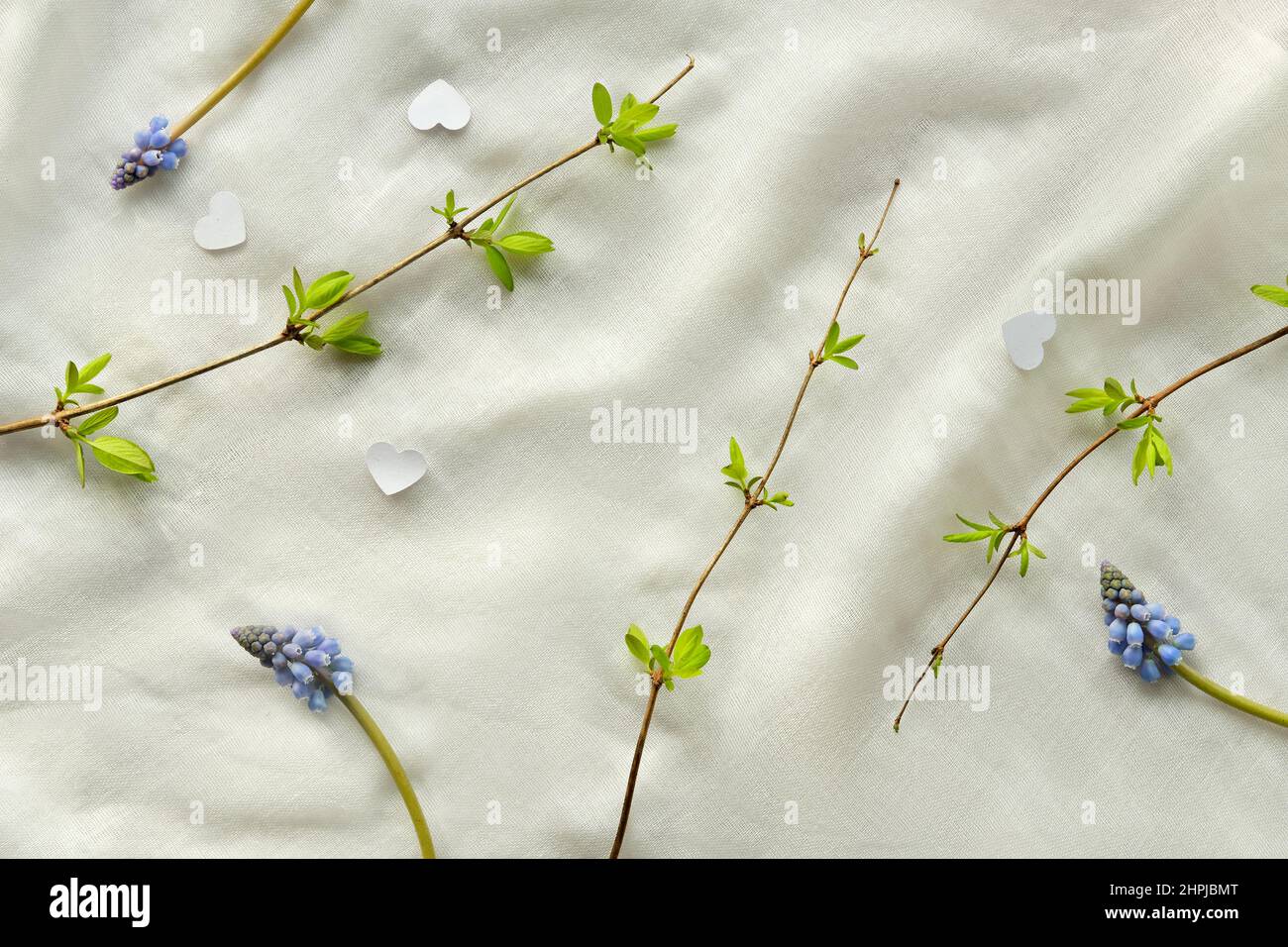 Springtime background. Green Spring leaves on twigs on white textile. Blue grape hyacinth flowers. Stock Photo