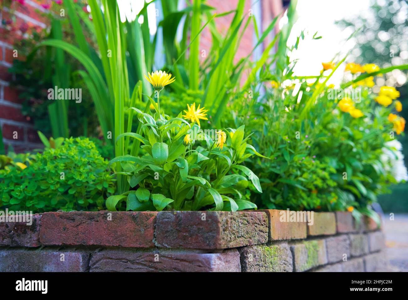 Close up of a green vertical garden for climate adaptation in the city of Groningen in the Netherlands Stock Photo
