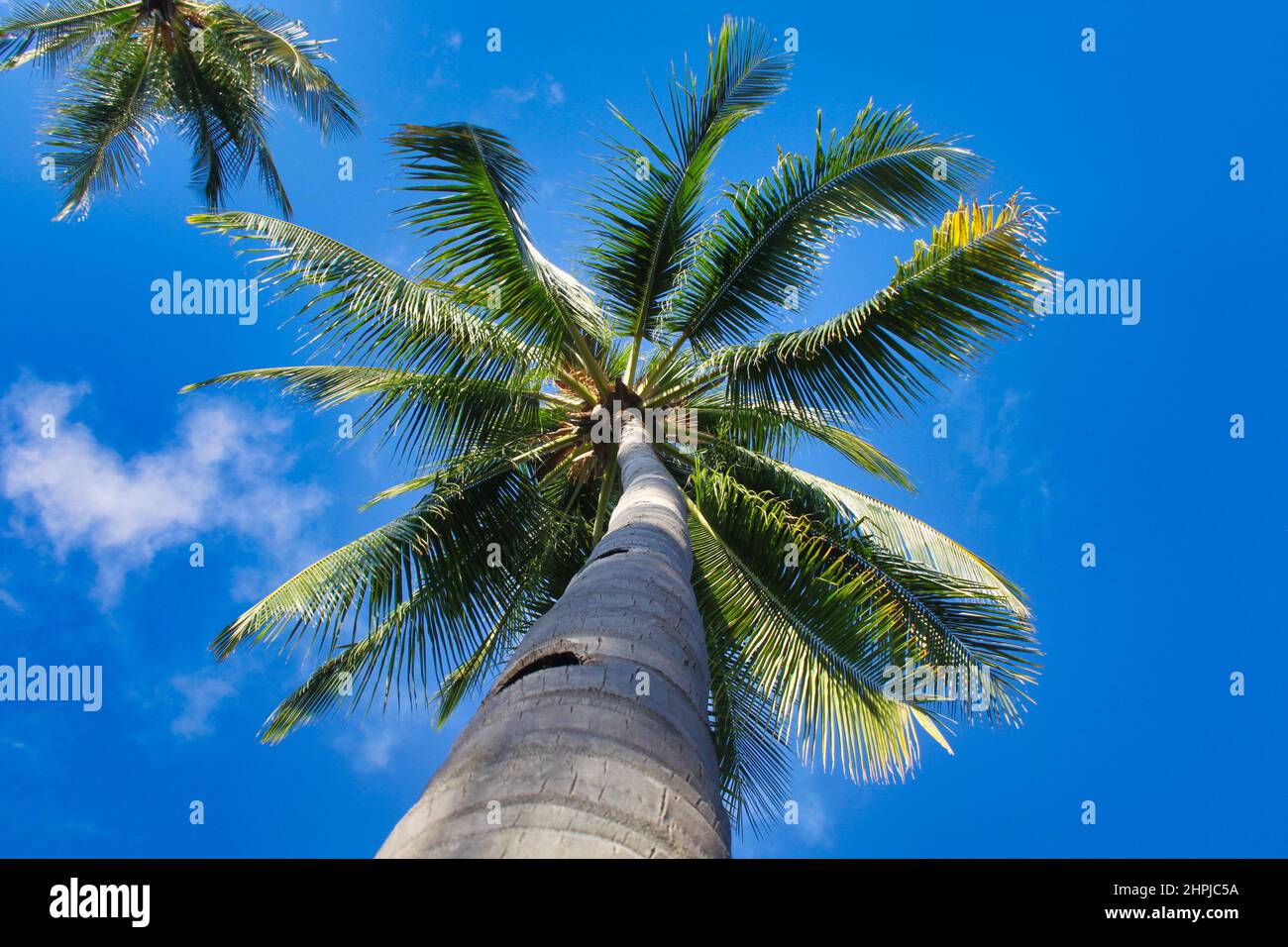 A low-angle shot of a tall palm tree with a stunning blue background of the clear blue sky on Gumasa Beach, Mindanao, Philippines. Stock Photo