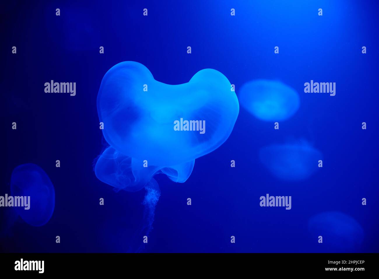 Jellyfish swims under water with blue background, sea life in zoo ...