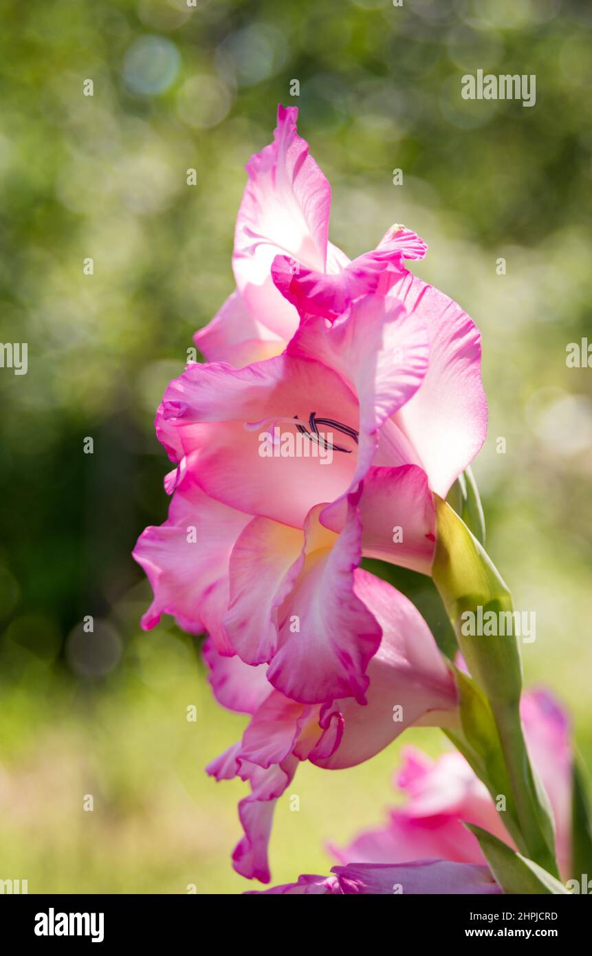 Pink gladioles Gladiolus flower. Spring garden with gladioles. Groups of gladioles, lily sword, grass with sword on green background. Gladioles of sun Stock Photo