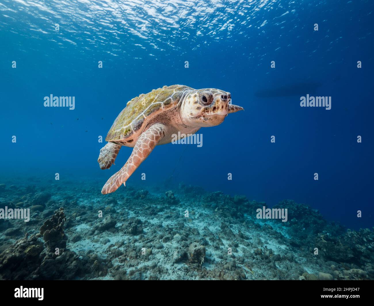 Seascape with Loggerhead Sea Turtle in the coral reef of Caribbean Sea, Curacao Stock Photo