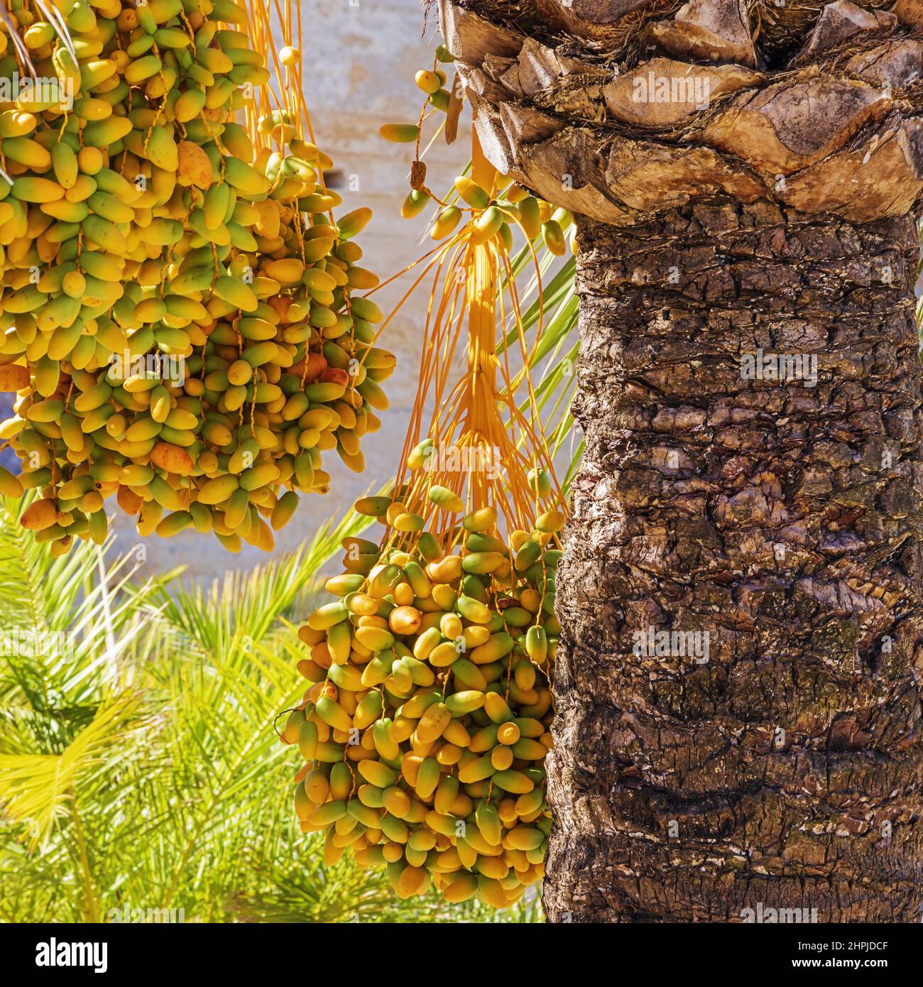 Close up of ripening dates hanging in a palm tree in the garden the the Alcazar in Jerez de la Frontera. Selective focus on the dates Stock Photo