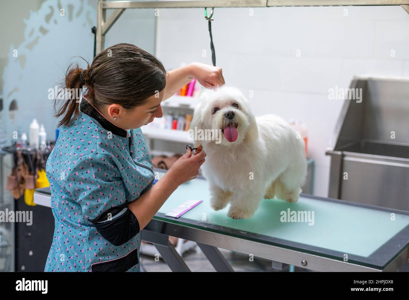  Young woman dog groomer grooming a small white Maltese dog under the