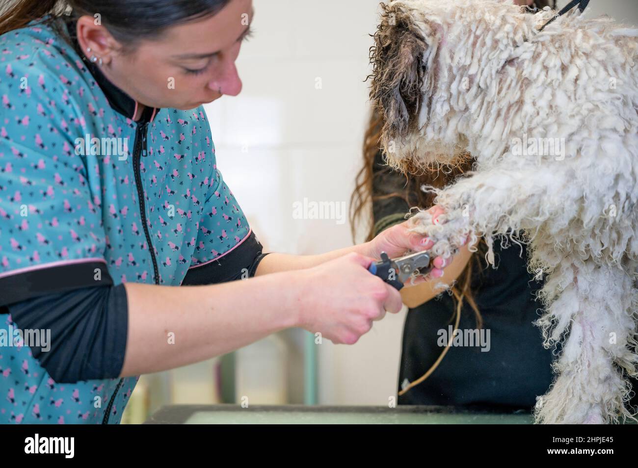 Young woman dog groomer cutting nails to a Spanish water dog  Stock Photo