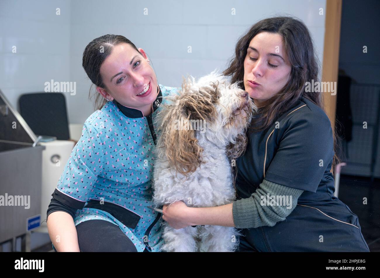 Two young dog groomers enjoying time with a Spanish Waterdog after the bath Stock Photo