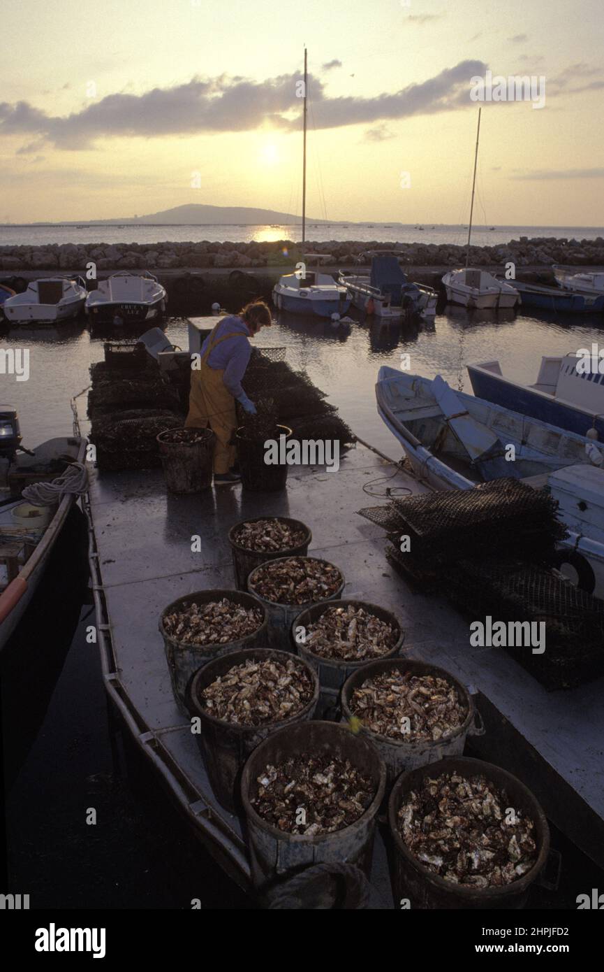France Thau pond Bouzigues oysters production Stock Photo