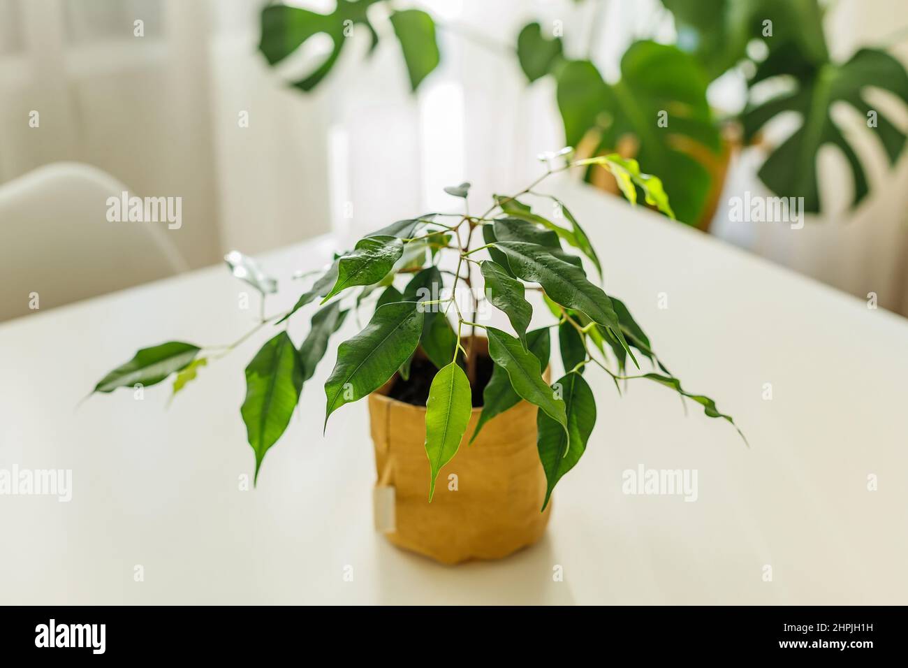 Small ficus tree growing in kraft paper pot. Indoor greenery. Concept of home gardening and houseplants care. Potted home flower. Stock Photo