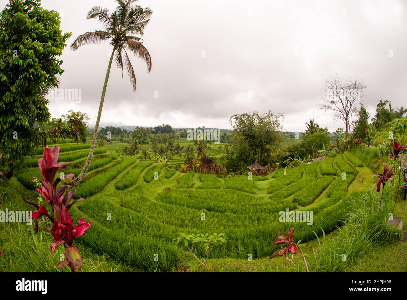 Rice fields in Bali Stock Photo - Alamy