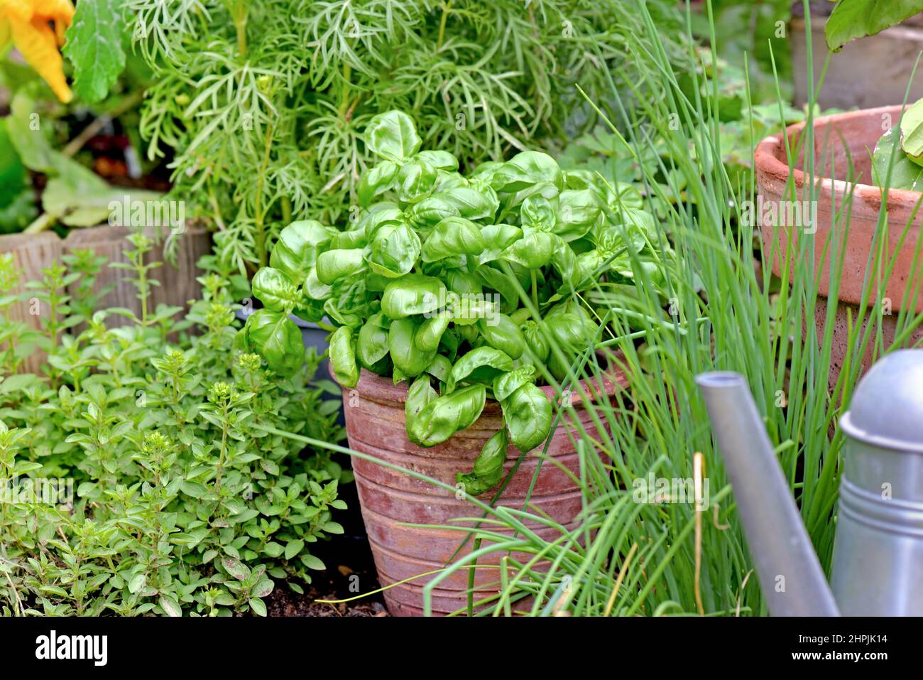 aromatic plant and basil in potted  in a vegetable garden Stock Photo