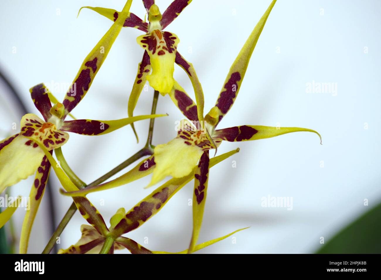 Brassia tessa flower. Brassia orchid.Spider Orchid. Stock Photo