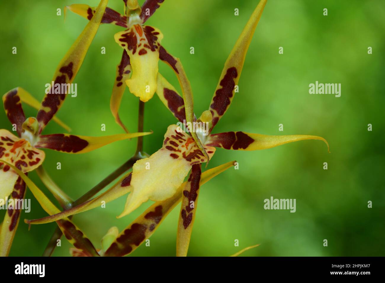 Brassia tessa flower. Brassia orchid.Spider Orchid. Stock Photo