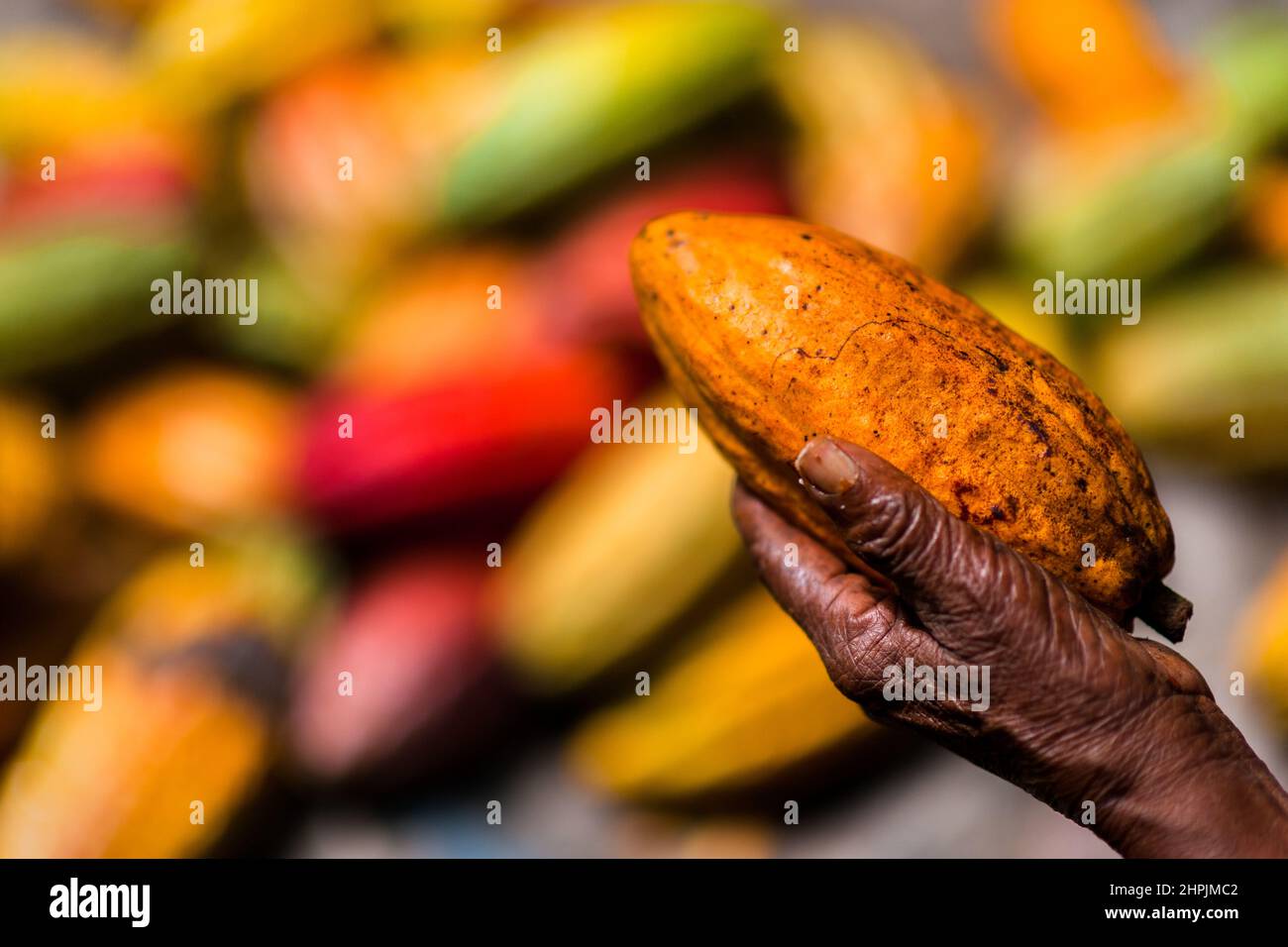 A freshly harvested, ripe cacao pod is seen being held in a hand on a traditional cacao farm in Cuernavaca, Cauca, Colombia. Stock Photo