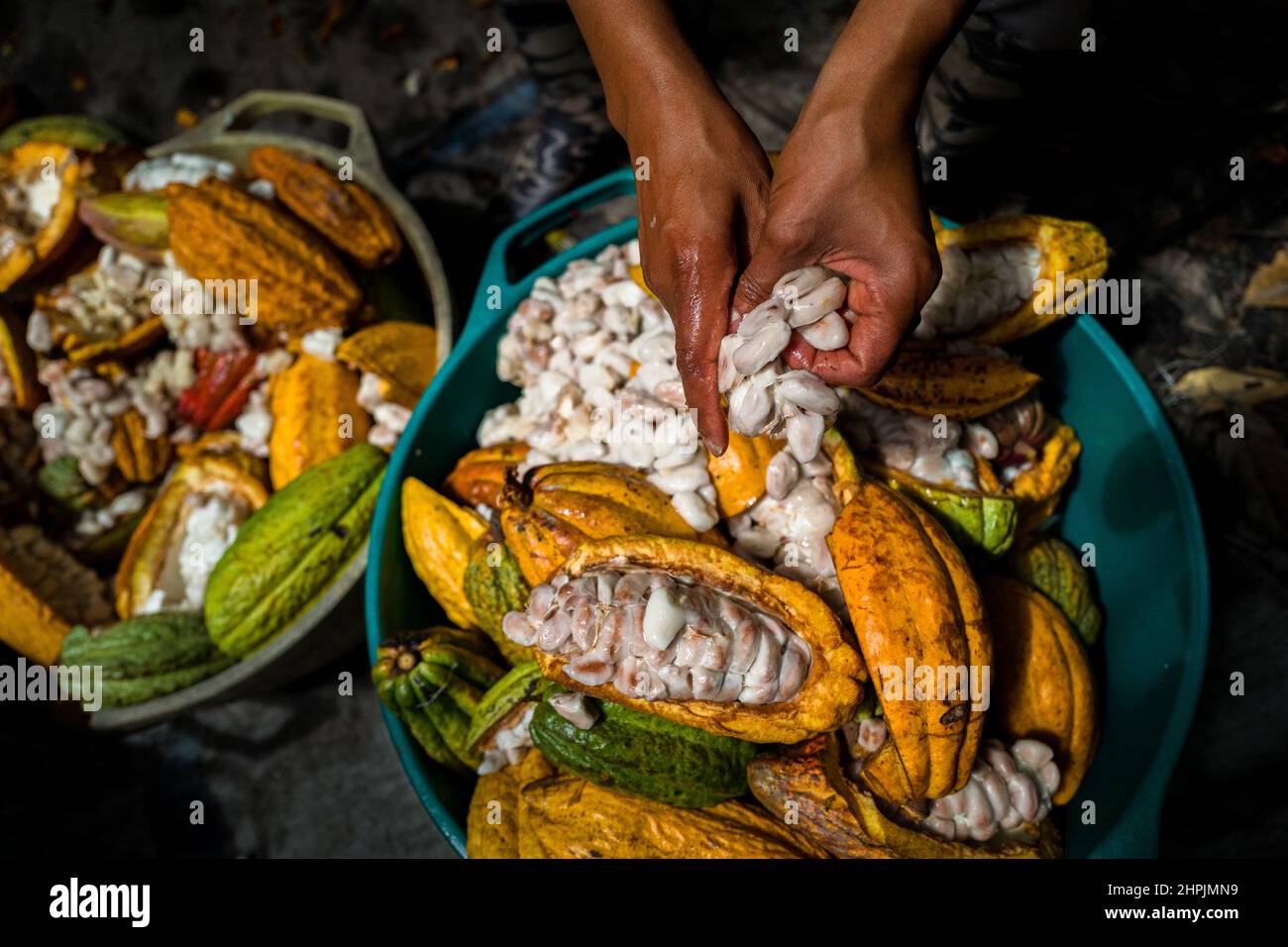 An Afro-Colombian farmer separates pulpy cacao seeds from a cacao pod during a harvest on a traditional cacao farm in Cuernavaca, Cauca, Colombia. Stock Photo