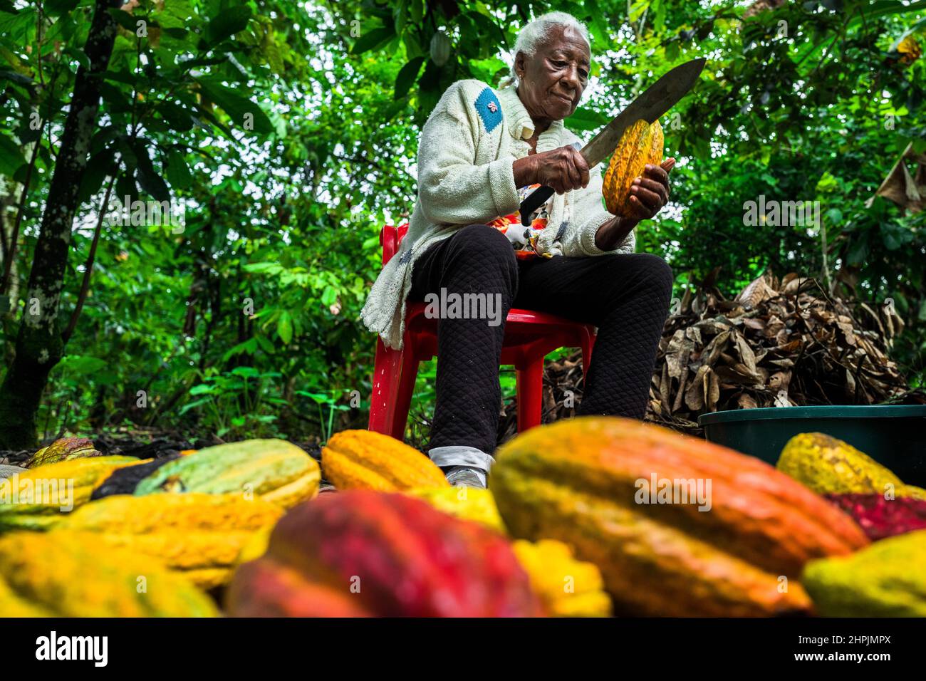 An Afro-Colombian farmer opens a cacao pod with a machete during a harvest on a traditional cacao farm in Cuernavaca, Cauca, Colombia. Stock Photo
