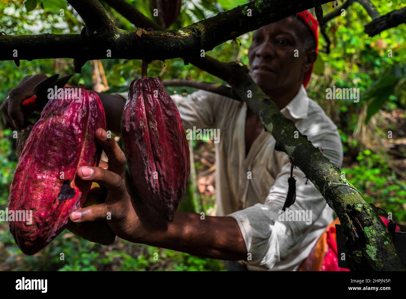 Rigoberto Balanta, an Afro-Colombian farmer, cuts cacao pods from a tree during a harvest on a traditional cacao farm in Cuernavaca, Cauca, Colombia. Stock Photo