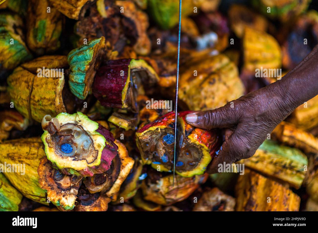 An infected cacao pod is seen being open with a machete during a harvest on a traditional cacao farm in Cuernavaca, Cauca, Colombia. Stock Photo
