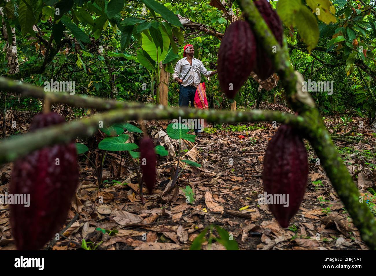 An Afro-Colombian farmer searches for ripe cacao pods during a harvest on a traditional cacao farm in Cuernavaca, Cauca, Colombia. Stock Photo