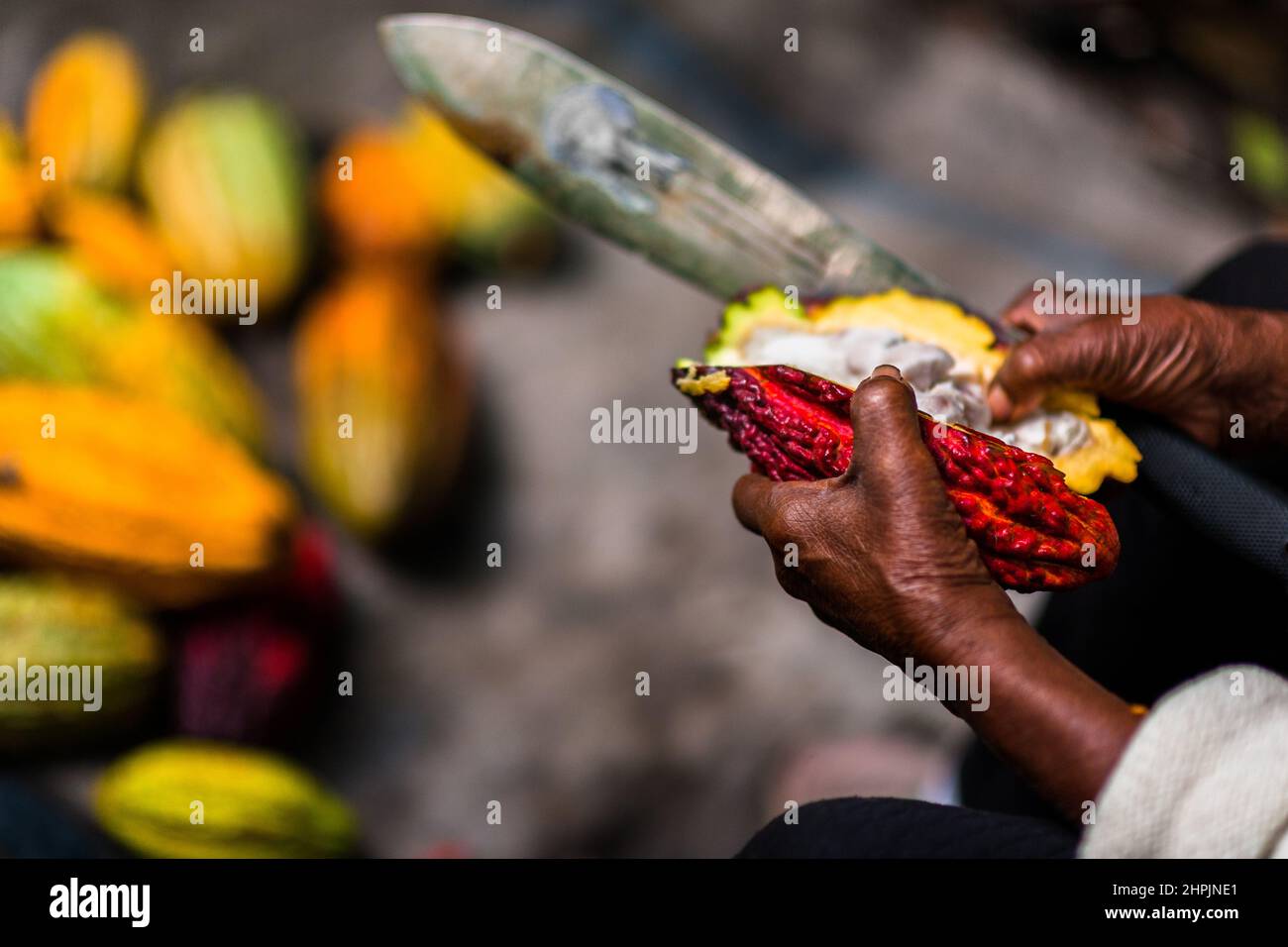 An Afro-Colombian farmer opens a cacao pod during a harvest on a traditional cacao farm in Cuernavaca, Cauca, Colombia. Stock Photo