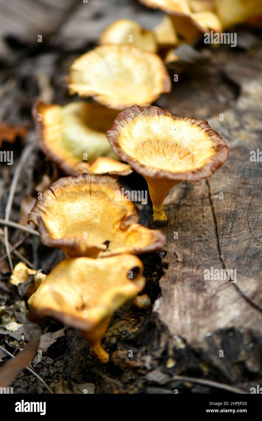 Brown cup shape mushrooms in Singapore rainforest. Stock Photo