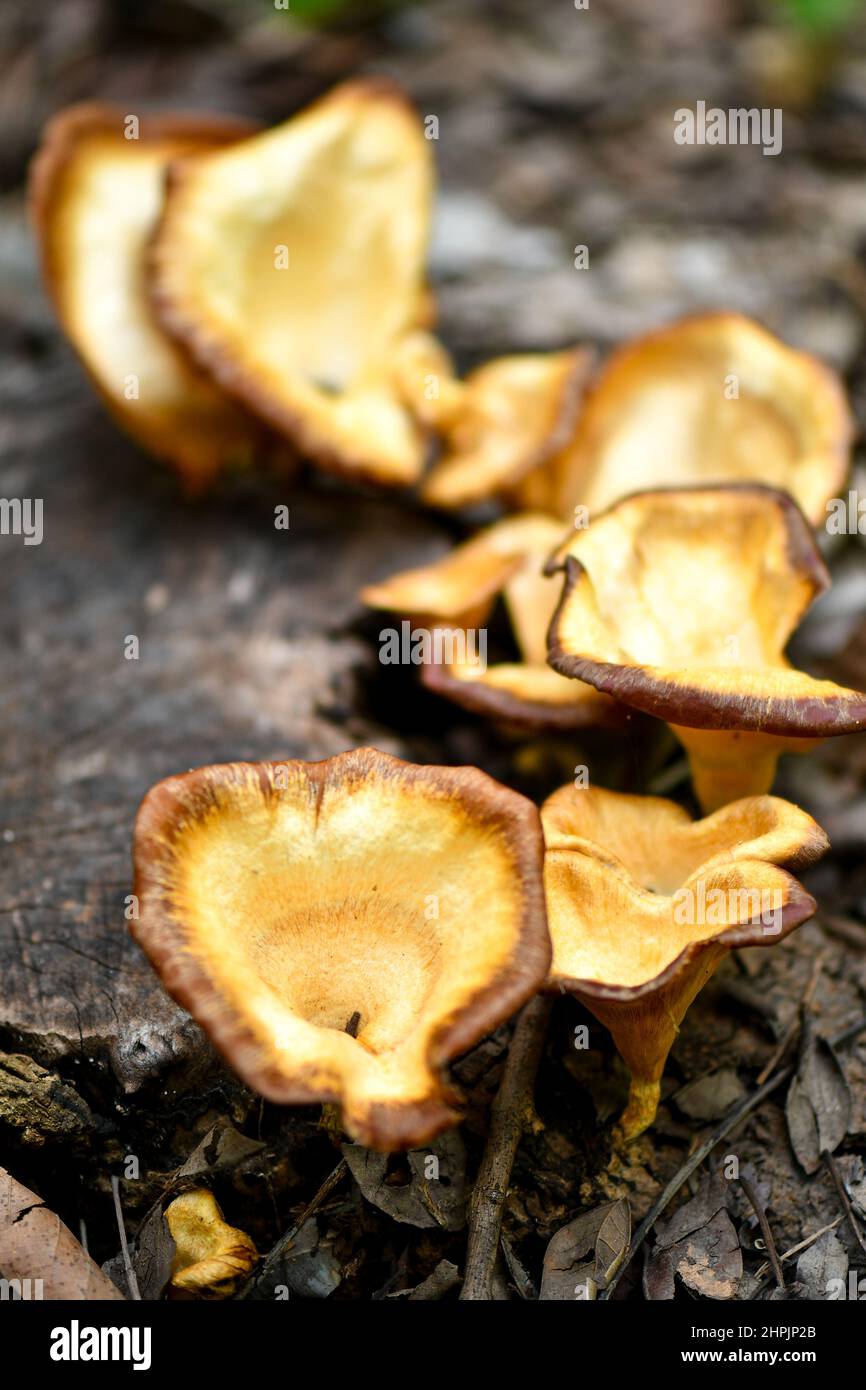 Brown cup shape mushrooms in Singapore rainforest. Stock Photo