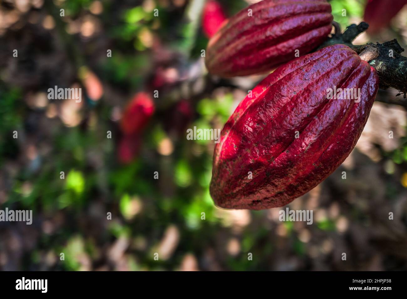 Cacao fruits are seen growing on a cacao tree on a traditional cacao farm in Cuernavaca, Cauca, Colombia. Stock Photo