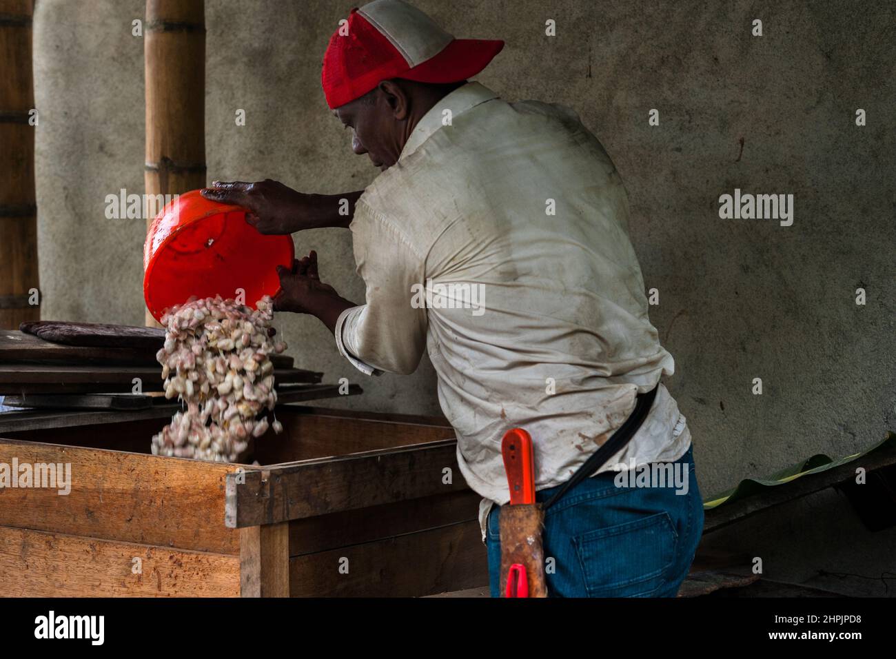 An Afro-Colombian farmer, puts cacao beans covered in pulp into a wooden box to ferment on a traditional cacao farm in Cuernavaca, Cauca, Colombia. Stock Photo