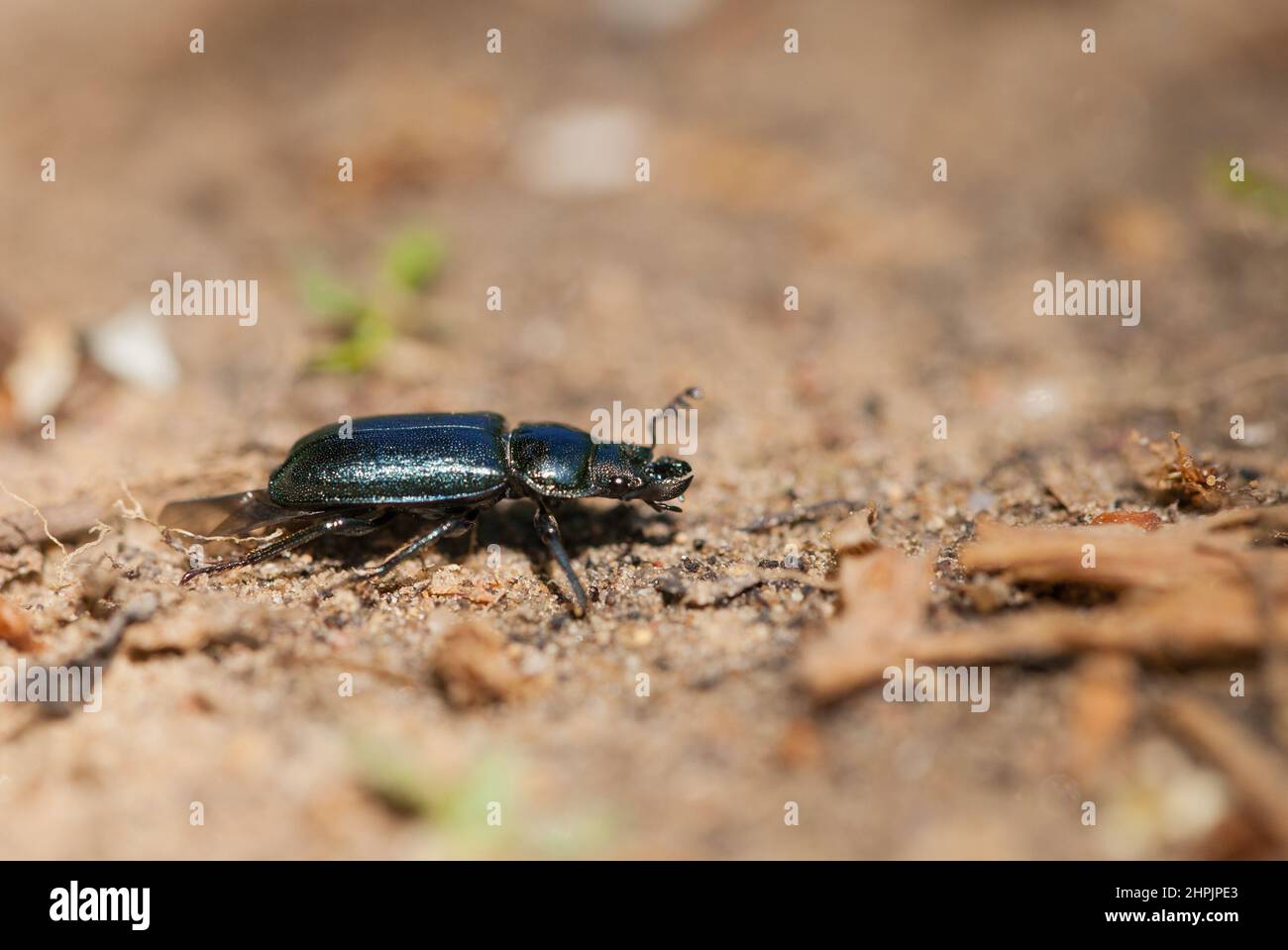 Stag beetle (Platycerus caraboides) Stock Photo