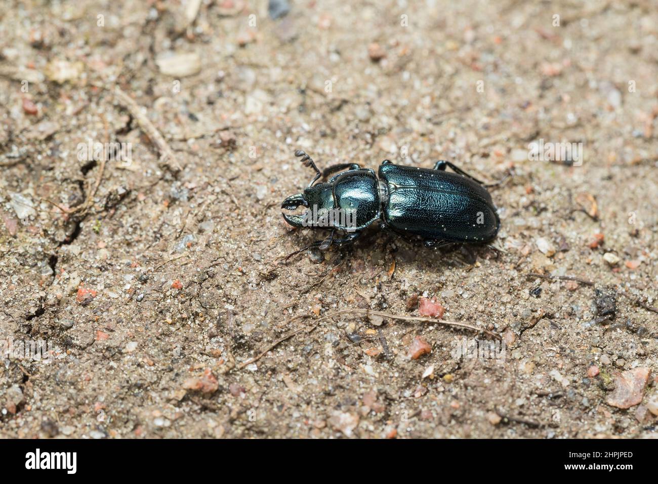 Stag beetle (Platycerus caraboides) Stock Photo