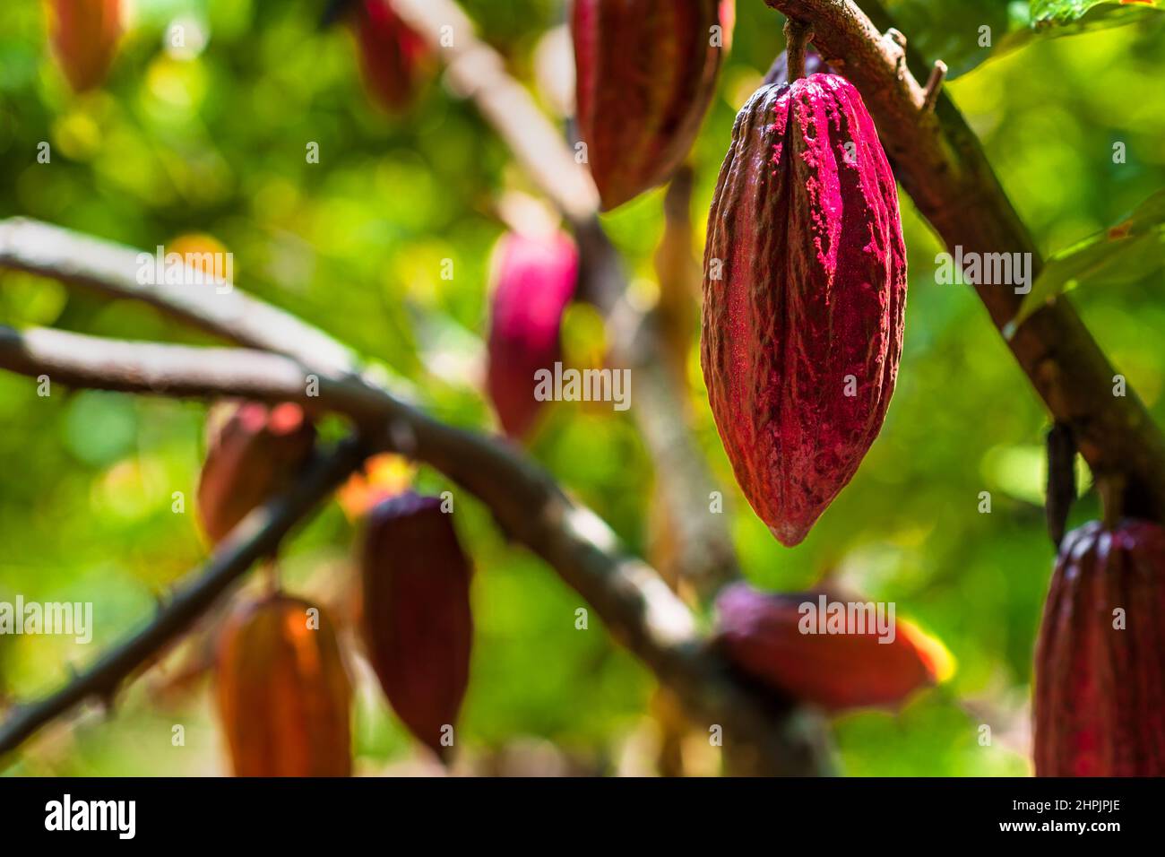 Cacao fruits are seen growing on cacao trees on a traditional cacao farm in Cuernavaca, Cauca, Colombia. Stock Photo