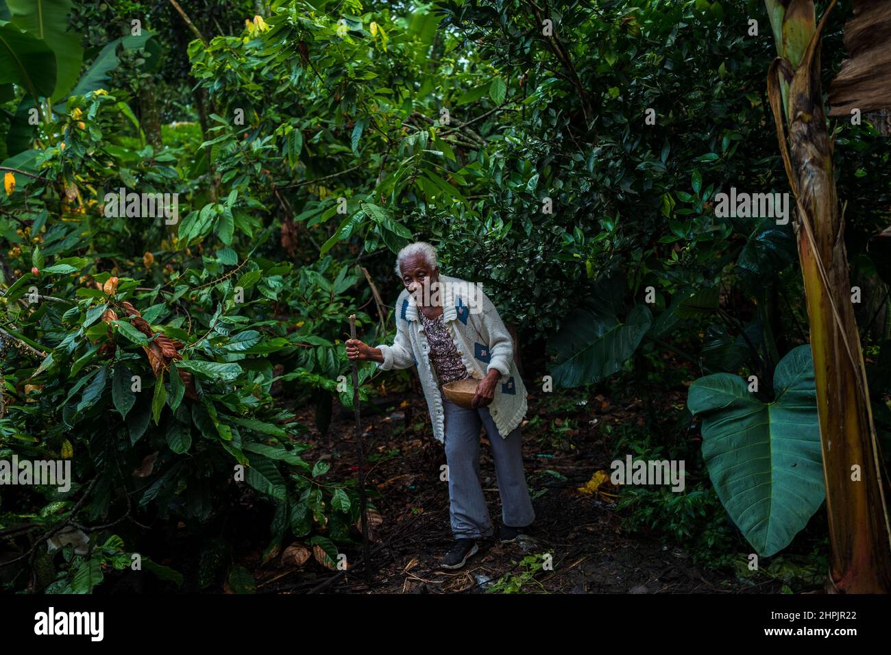 Betsabeth Alvarez, a 98-years-old Afro-Colombian farmer, walks amongst the trees on a traditional cacao farm in Cuernavaca, Cauca, Colombia. Stock Photo
