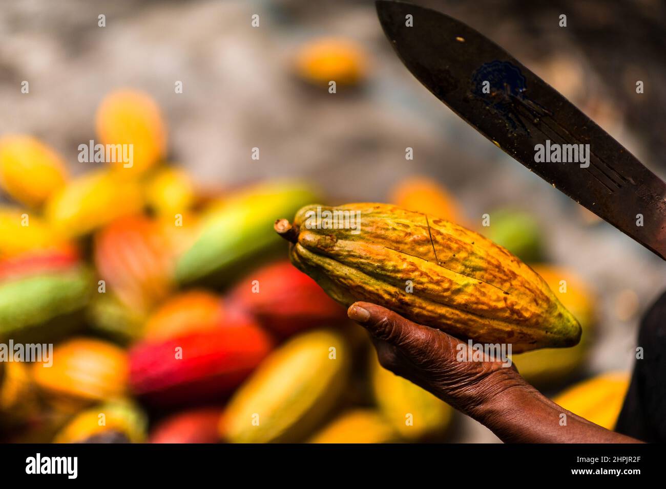 A freshly harvested, ripe cacao pod is seen being open with a machete on a traditional cacao farm in Cuernavaca, Cauca, Colombia. Stock Photo