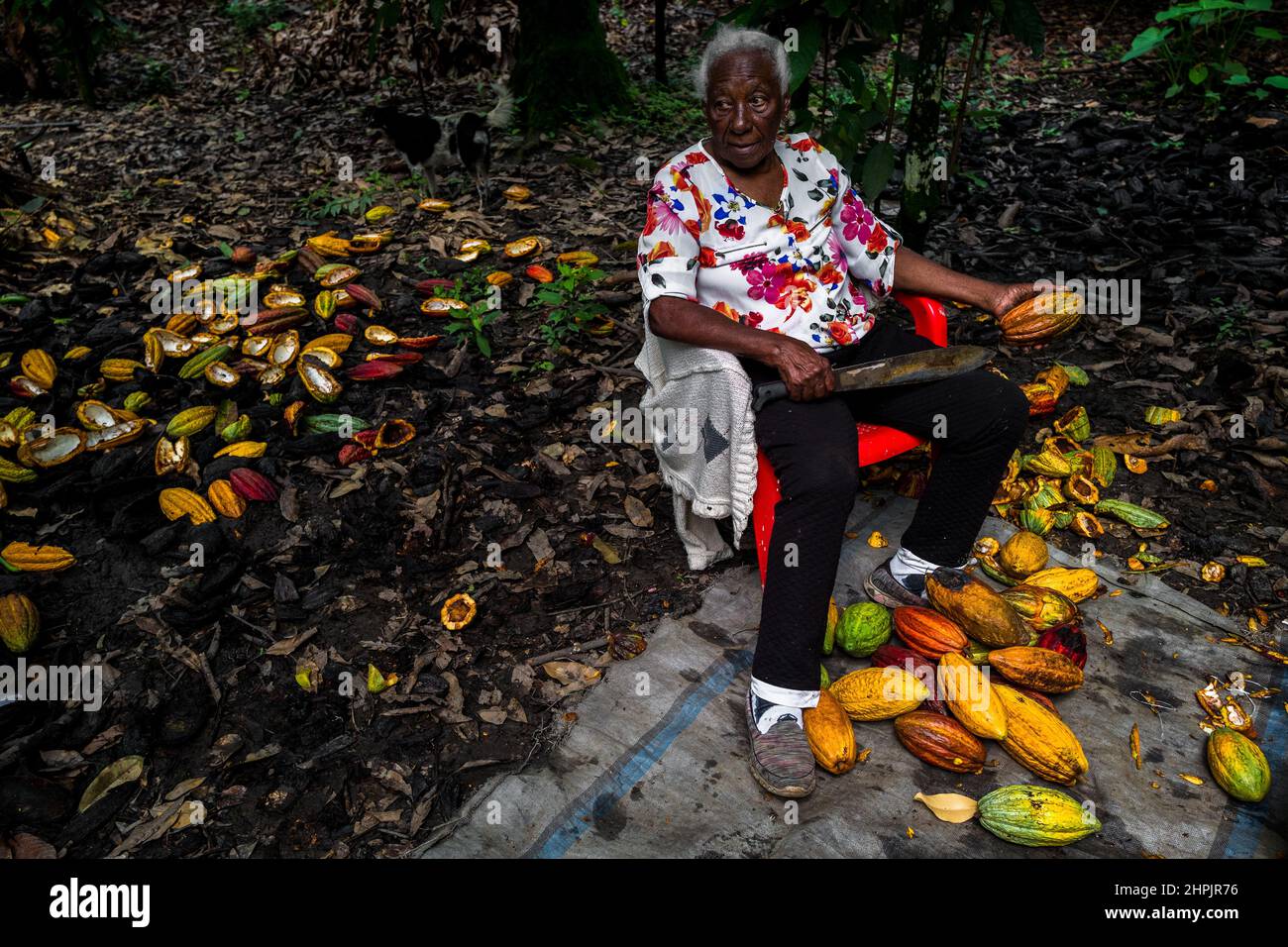 Betsabeth Alvarez, a 98-years-old Afro-Colombian farmer, takes a break during a harvest on a traditional cacao farm in Cuernavaca, Cauca, Colombia. Stock Photo