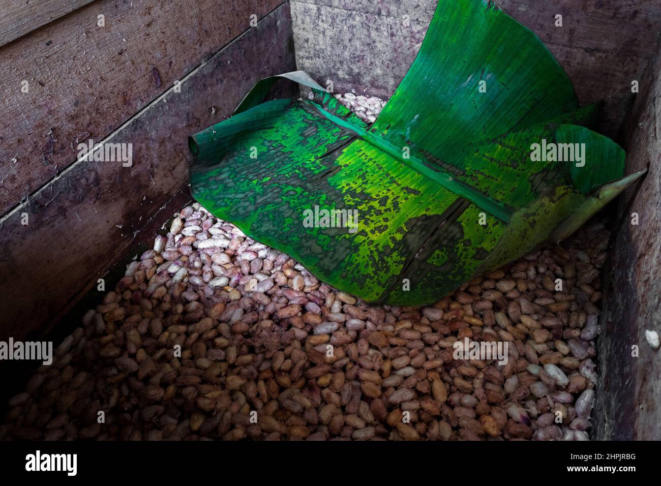 Cacao seeds, covered in pulp and hidden by banana leaves, are seen being fermented in a wooden box on a cacao farm in Cuernavaca, Cauca, Colombia. Stock Photo