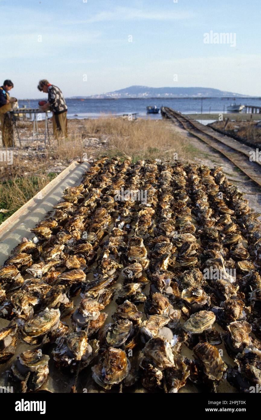 France Thau pond Bouzigues oysters production Stock Photo