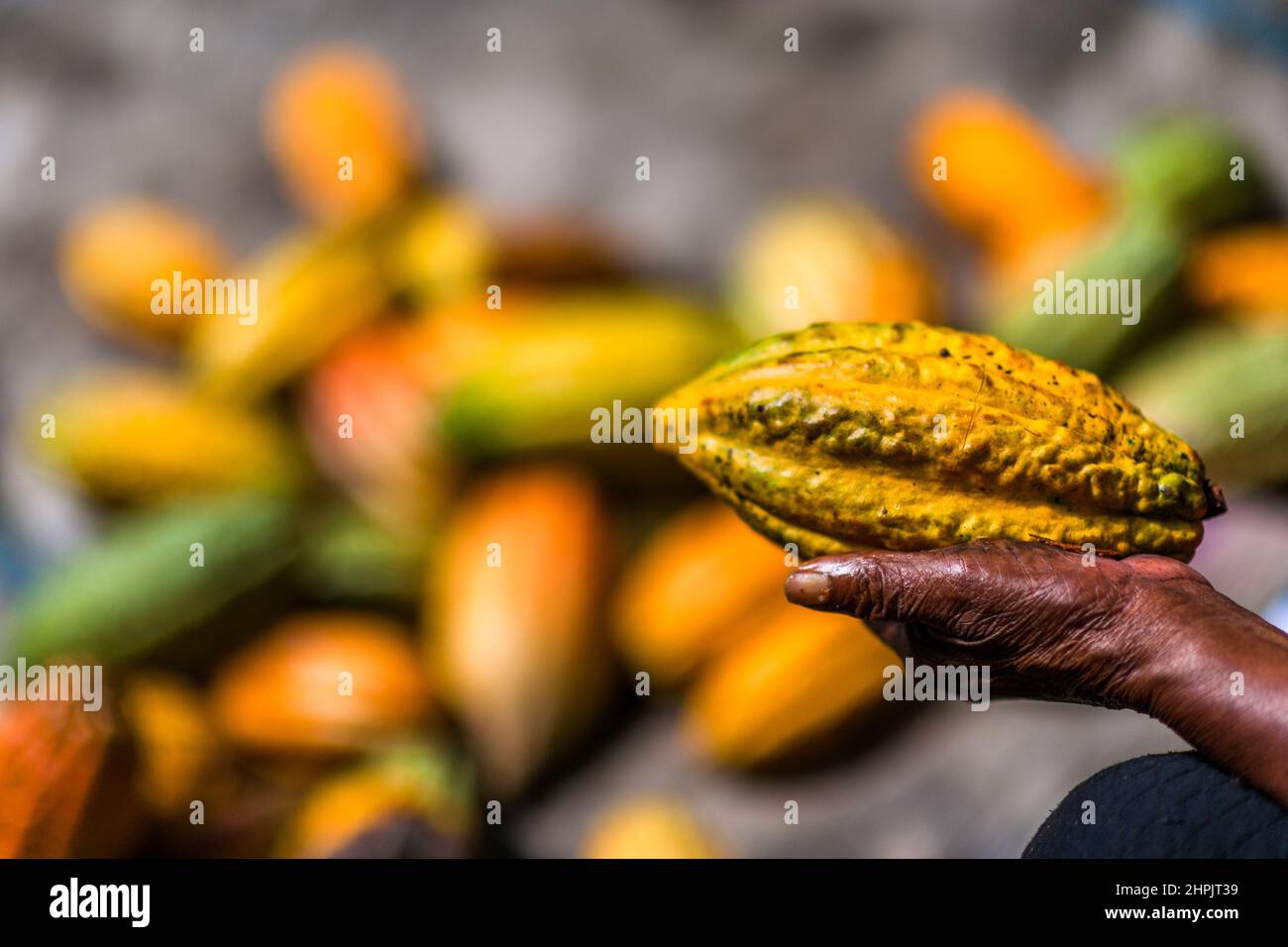 A freshly harvested, ripe cacao pod is seen being held in a hand on a traditional cacao farm in Cuernavaca, Cauca, Colombia. Stock Photo