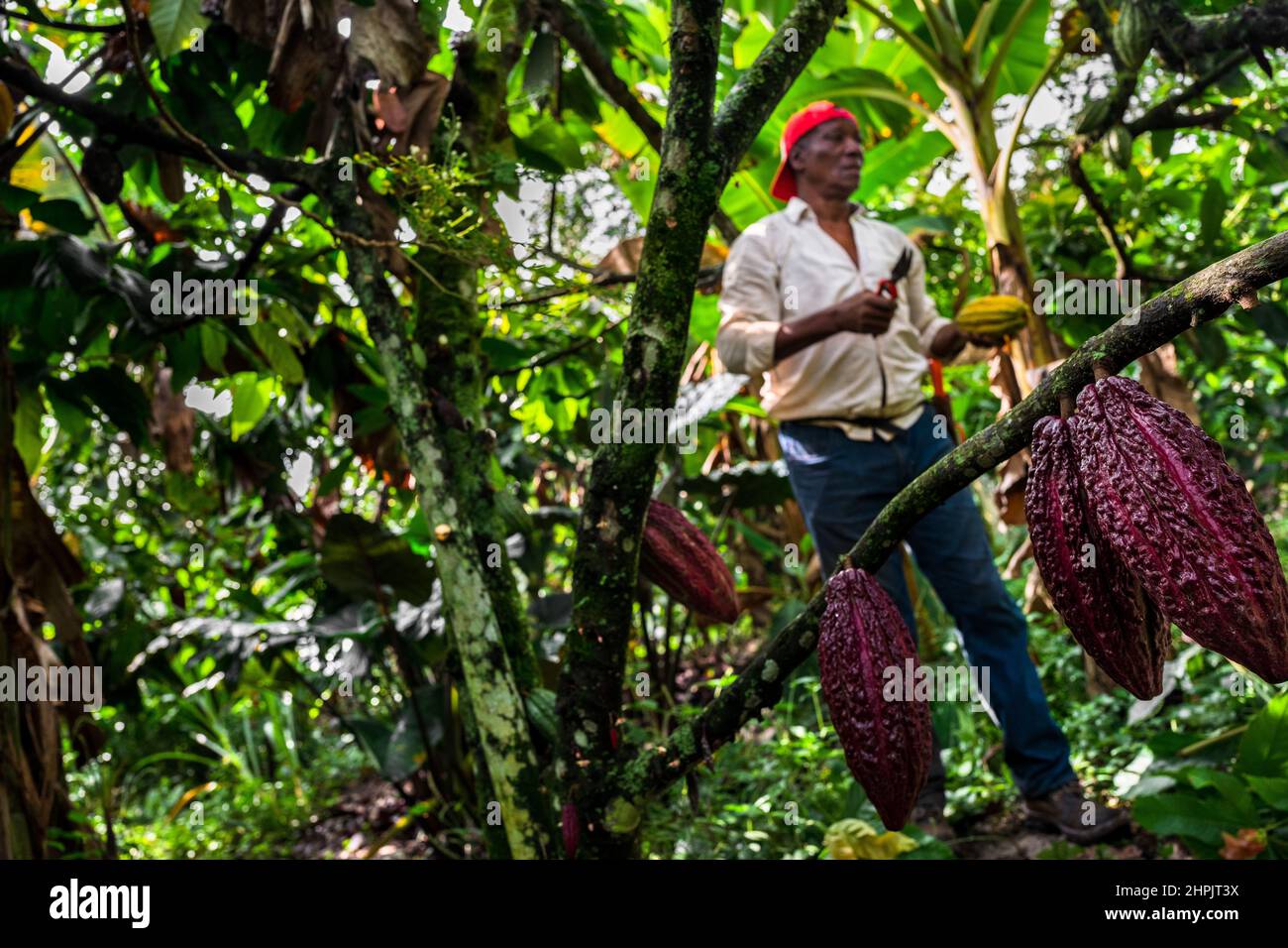 Rigoberto Balanta, an Afro-Colombian farmer, cuts cacao pods from a tree during a harvest on a traditional cacao farm in Cuernavaca, Cauca, Colombia. Stock Photo