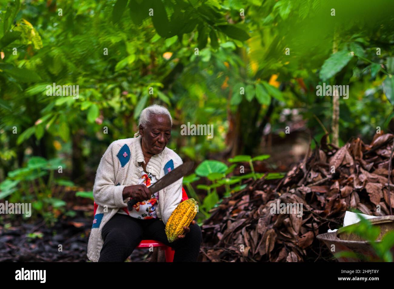 An Afro-Colombian farmer opens a cacao pod with a machete during a harvest on a traditional cacao farm in Cuernavaca, Cauca, Colombia. Stock Photo