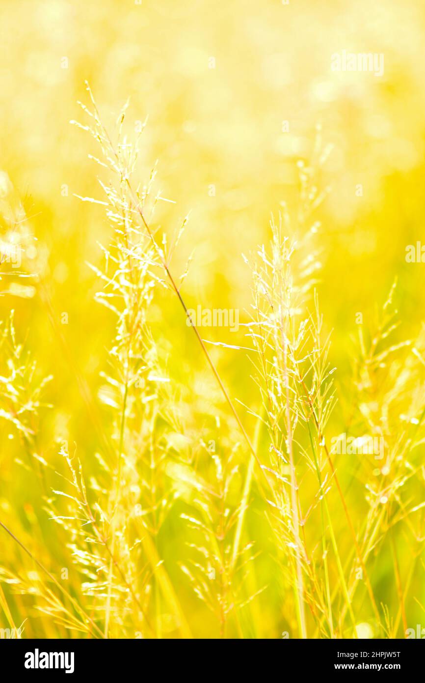 Over exposed Reed mannagrass background wallpaper Stock Photo Alamy
