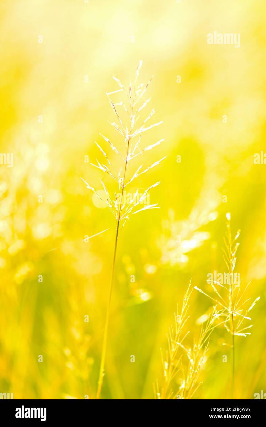 Over exposed Reed manna-grass background wallpaper Stock Photo