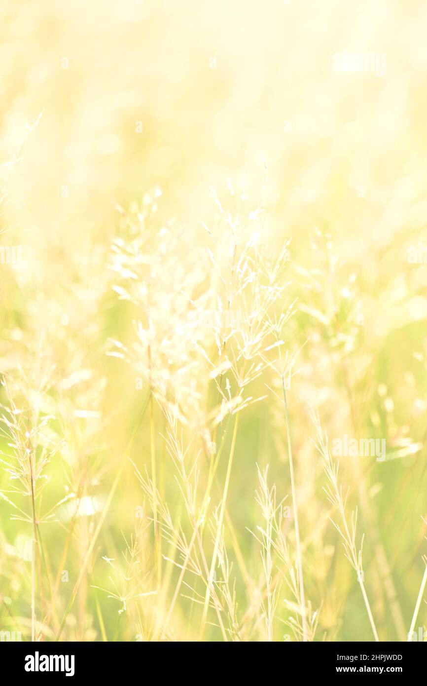 Over exposed Reed mannagrass background wallpaper Stock Photo Alamy
