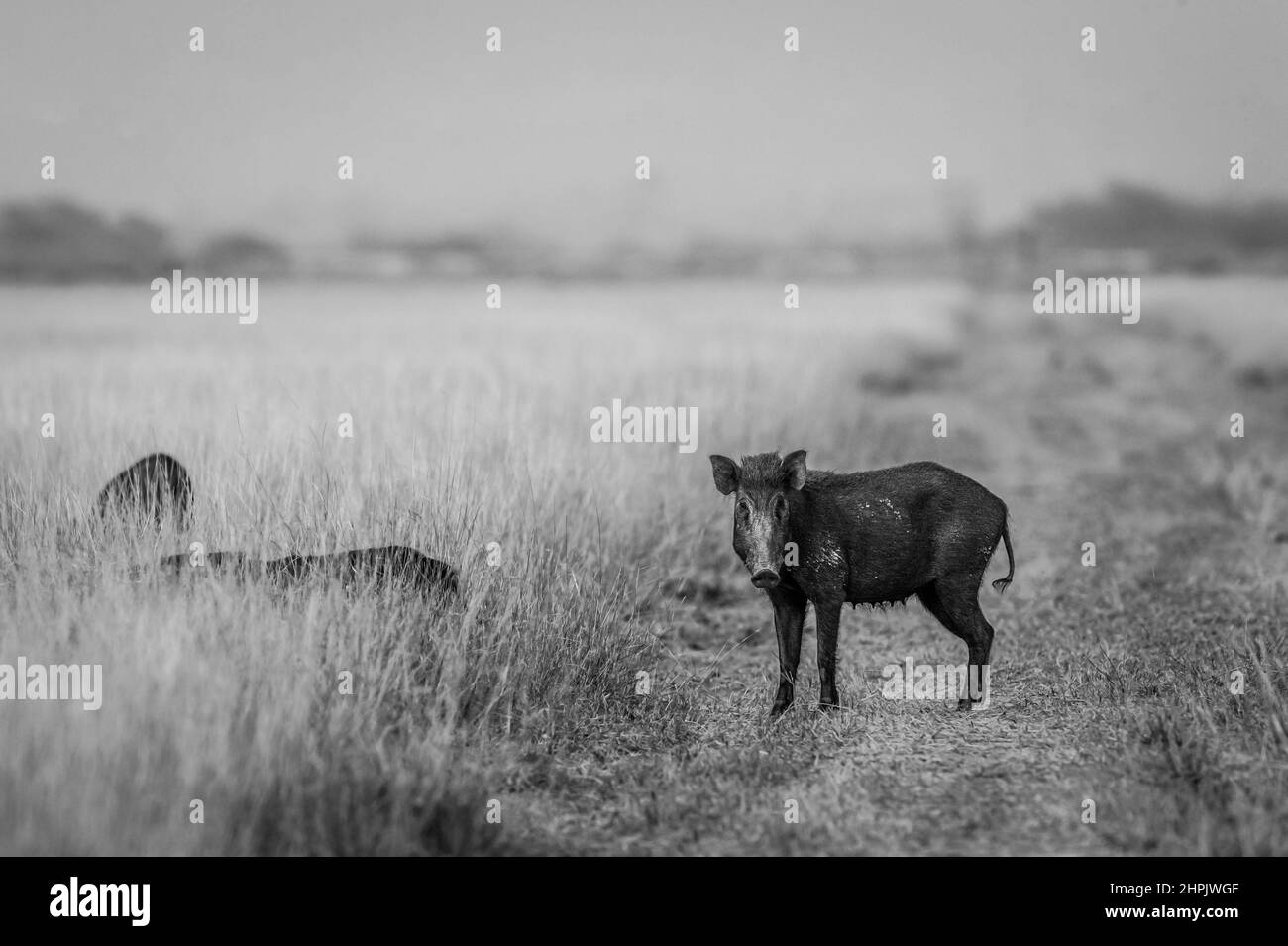 Indian boar or Andamanese or Moupin pig or wild boar animal with eye contact in black and white background of forest of central india - Sus scrofa Stock Photo