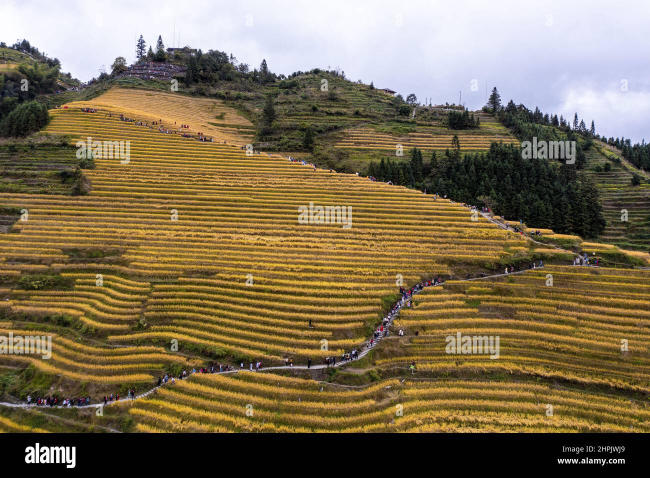 "The autumn rice fragrance dragon ridge Stock Photo Alamy