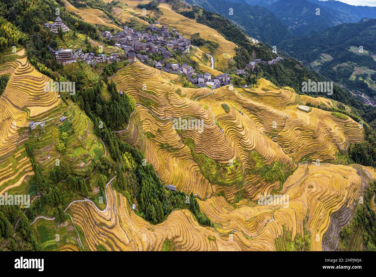 "The autumn rice fragrance dragon ridge Stock Photo Alamy