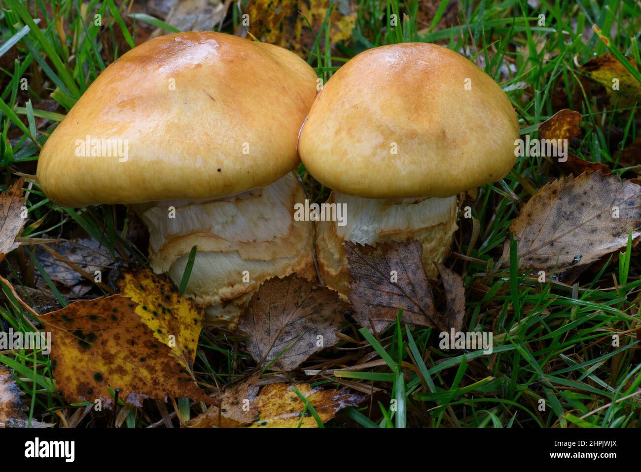 Larch  Bolete fungi (Suillus grevillei) Stock Photo