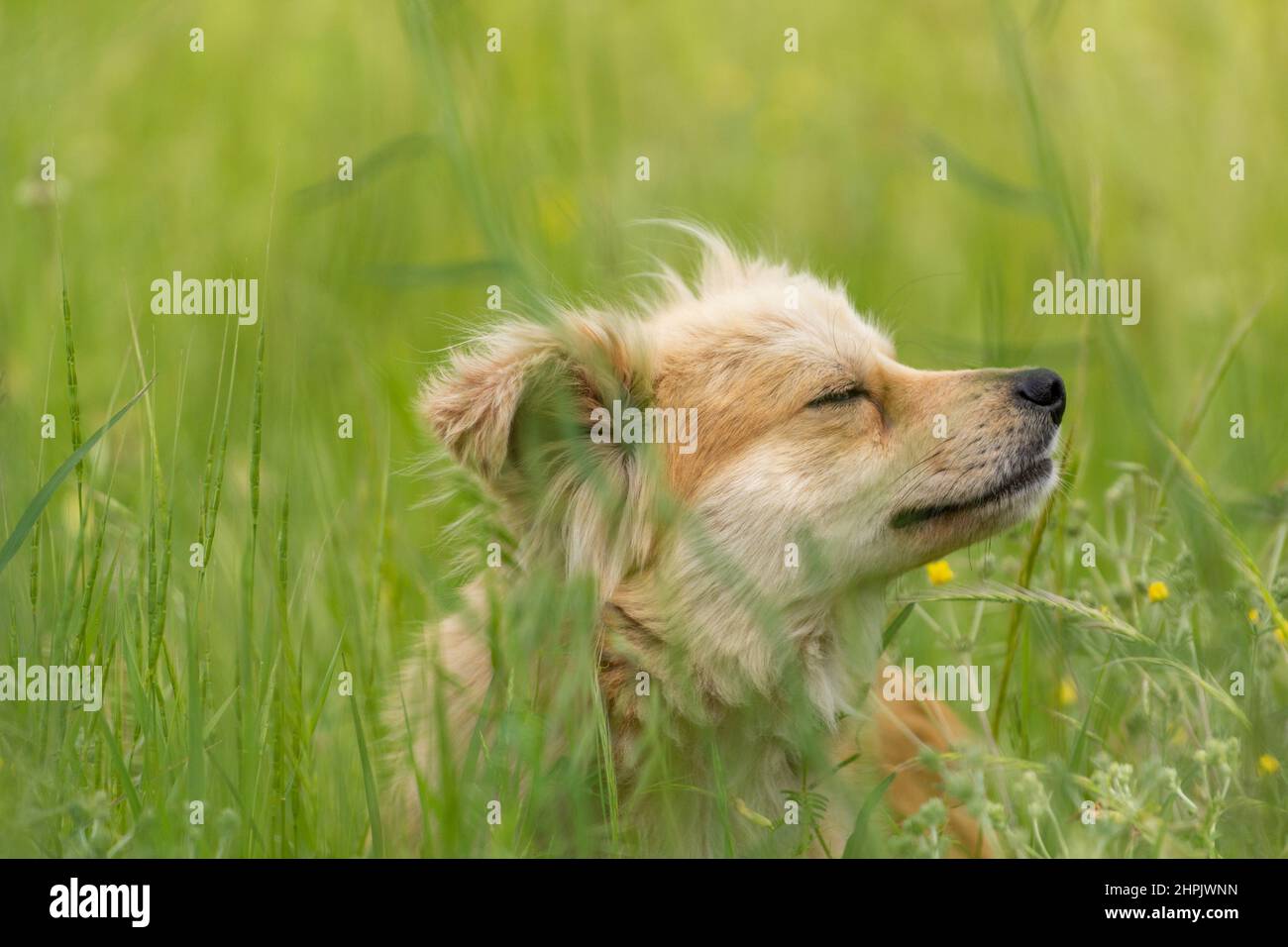 cute little stray dog in the grass Stock Photo - Alamy