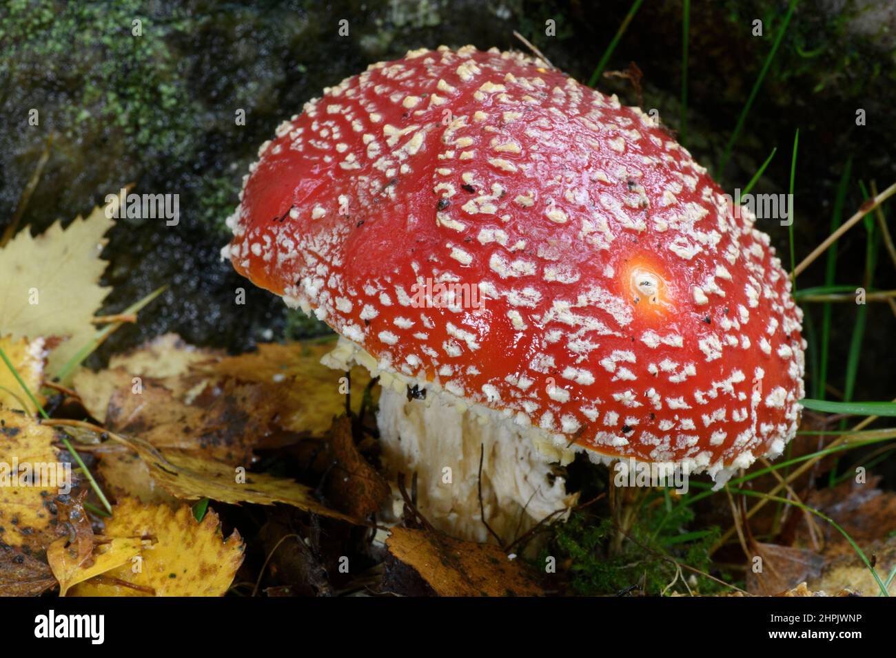 Fly Agaric fungi (Amanita muscaria) with autumn leaves Stock Photo