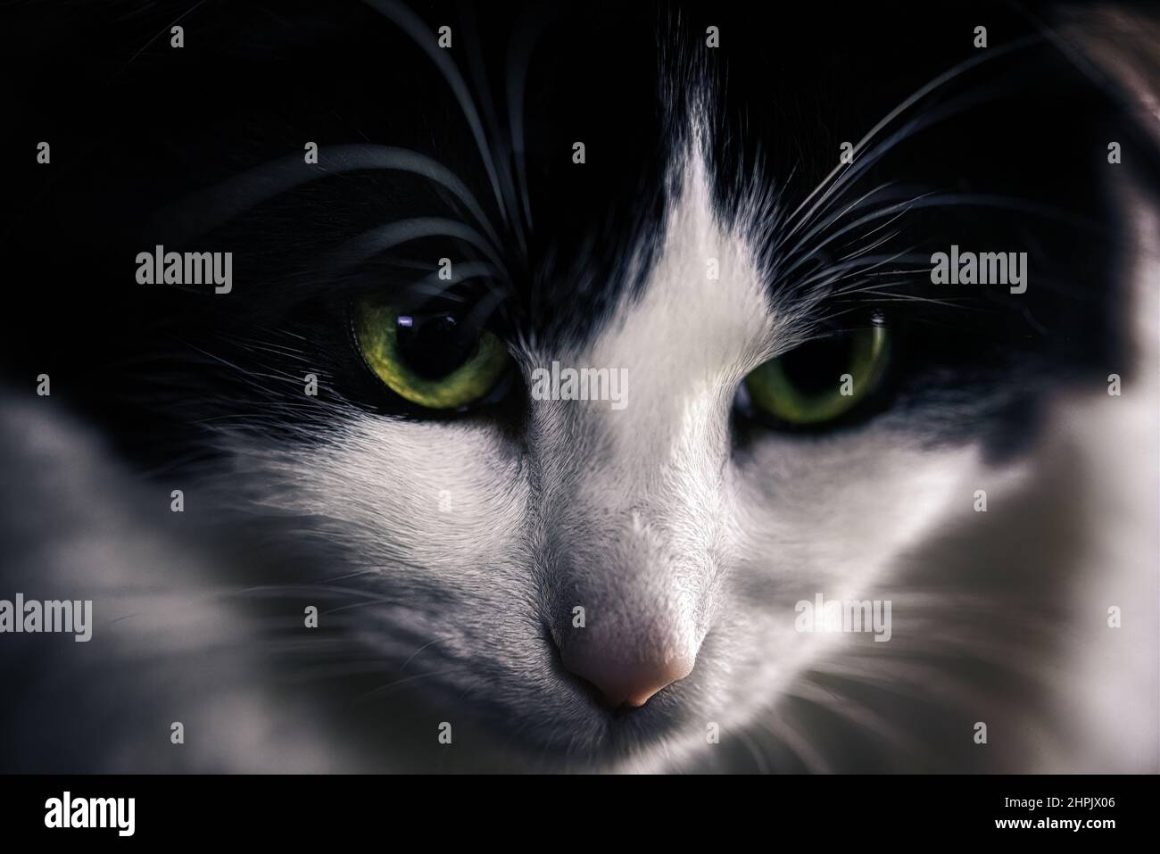 Closeup of a cute black and white cat Stock Photo - Alamy